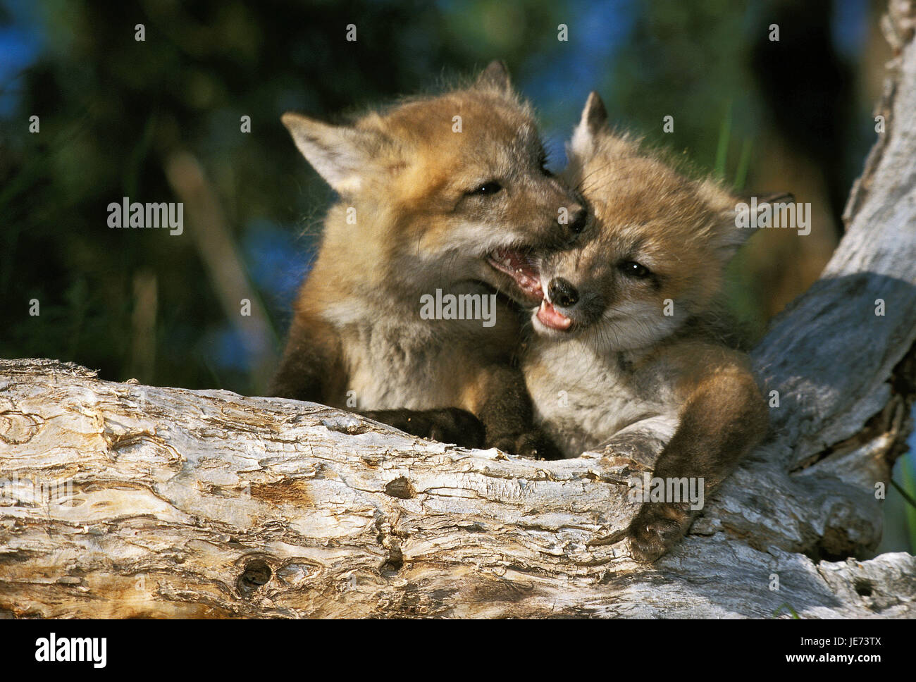 Two red foxes on a trunk, Vulpes vulpes, Stock Photo