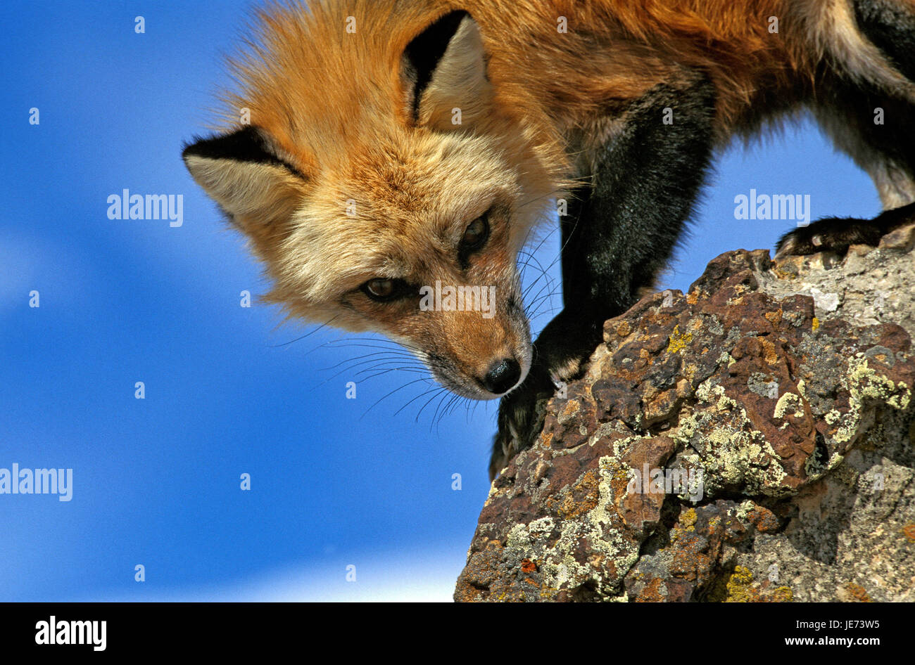 Fox And Rocks Fox Standing On Rock High Resolution Stock Photography and Images - Alamy