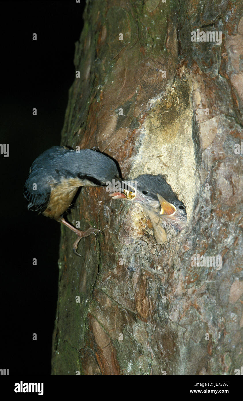 Nuthatch feeds young bird, Sitta europaea, Stock Photo