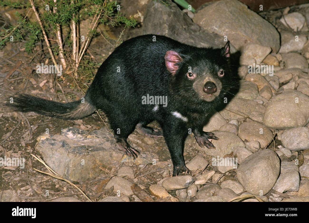 Sarcophilus harrisii baby hi-res stock photography and images - Alamy