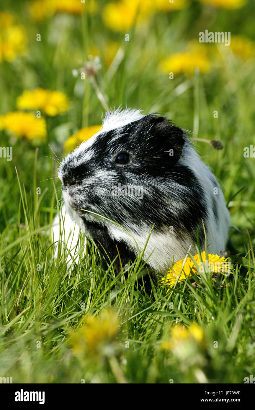 House guinea pigs, Cavia porcellus, dandelion meadow, Stock Photo