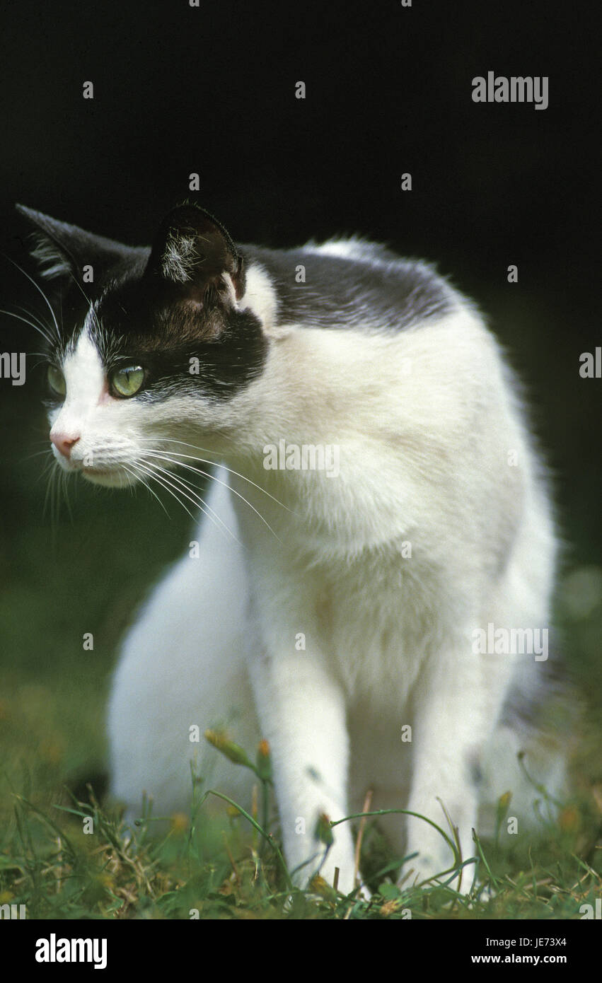 House cat in the grass, Stock Photo