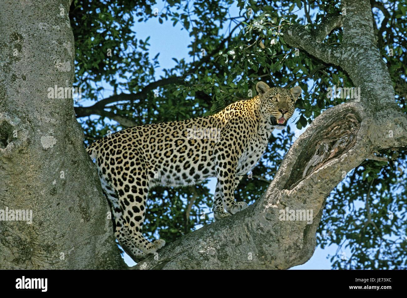 Leopard on a tree, Panthera pardus, Stock Photo