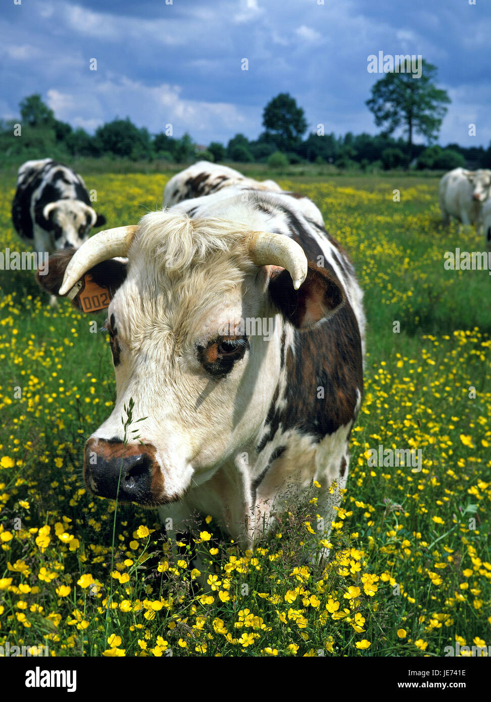Cows on a flower meadow, Stock Photo