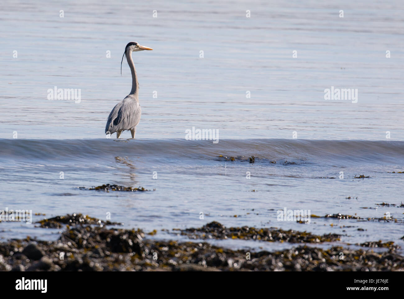 Grey heron Ardea cinerea fishing on the shoreline at Oxwich Head on the Gower peninsula of South Wales UK Stock Photo