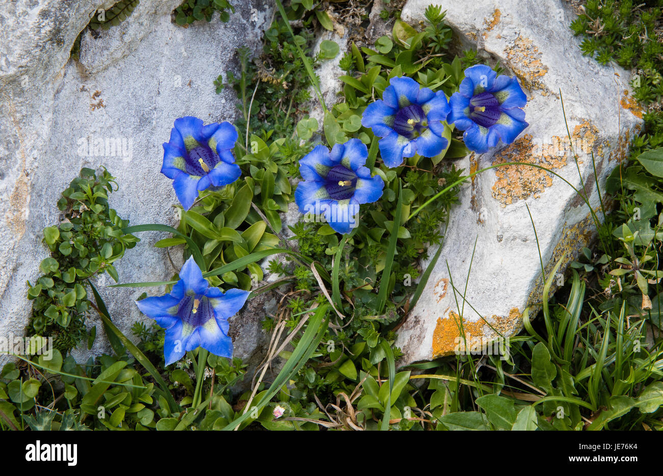 Trumpet gentian Gentiana kochiana on steep north facing slope in the Picos de Europa in northern Spain Stock Photo