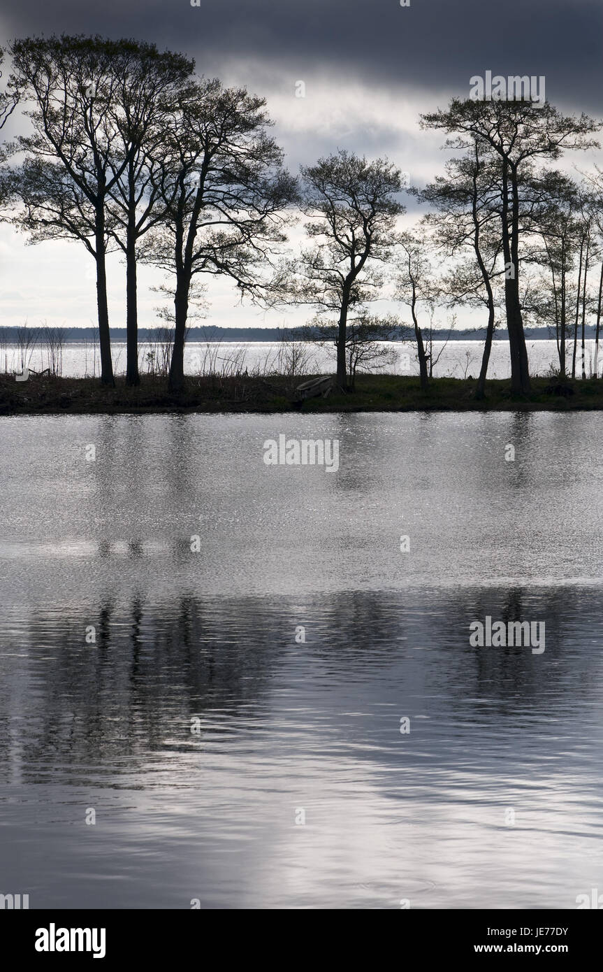 Trees in the water, silhouette, clouds, grey, dusk, Stock Photo