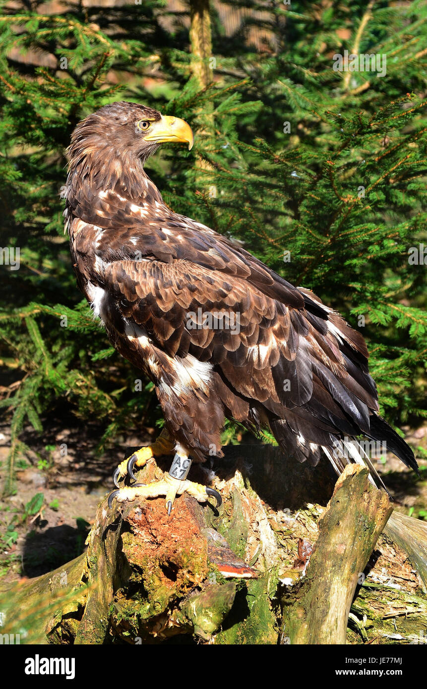 Nature reserve, sea eagle, Stock Photo