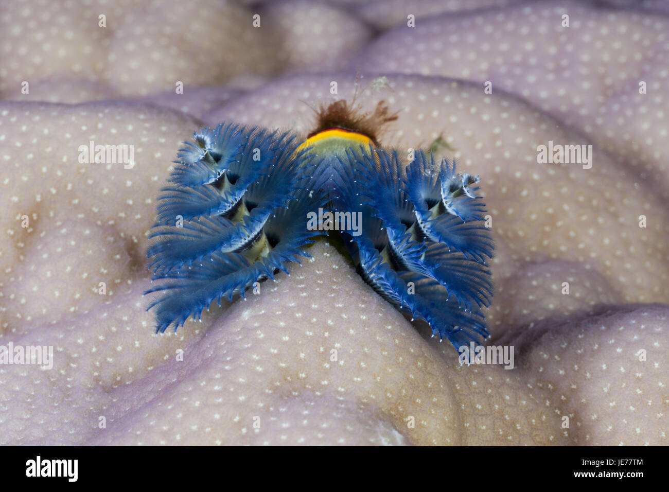 Blue spiral tube worm, Spirobranchus giganteus, Namena marine park, Fiji, Stock Photo