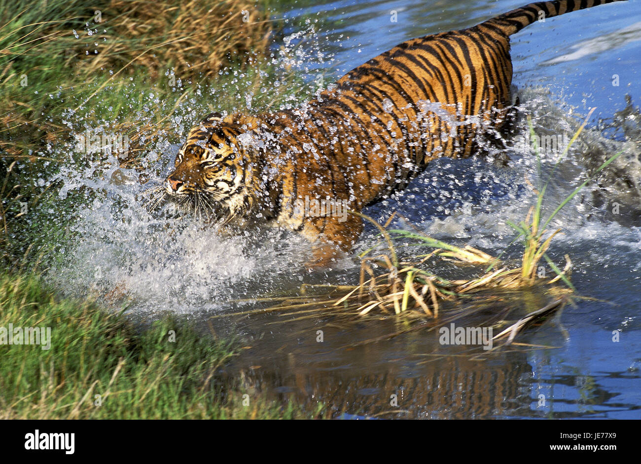 Sumatra tigers, Panthera tigris sumatrae, adult animal, run, water, Stock Photo