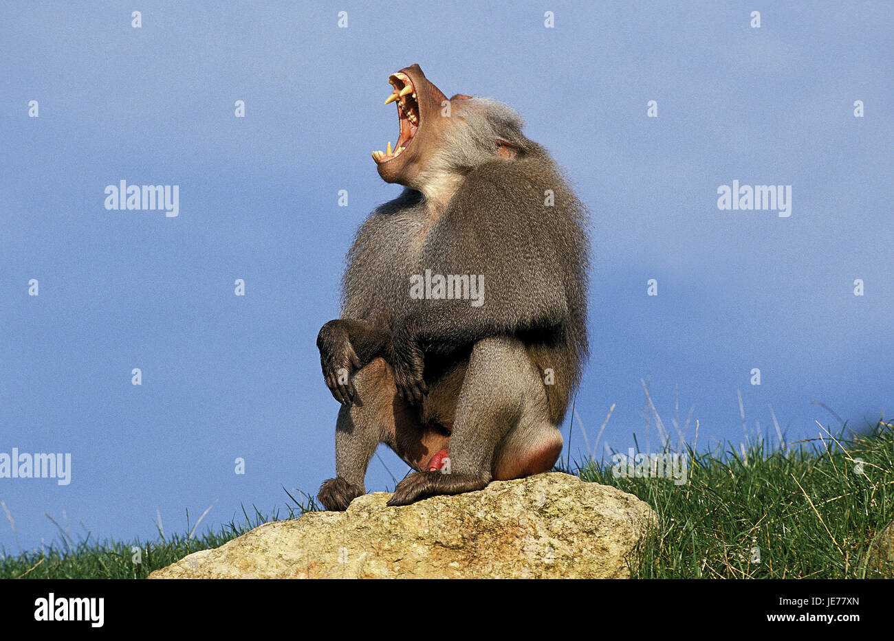 Hamadryas baboon, Papio hamadryas, little men, yawn, rocks, Stock Photo