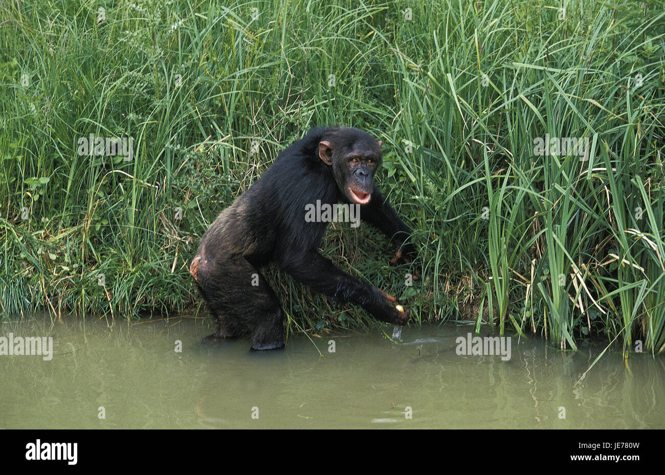 Common chimpanzee, Pan troglodytes, adult animal stands in the water, Stock Photo