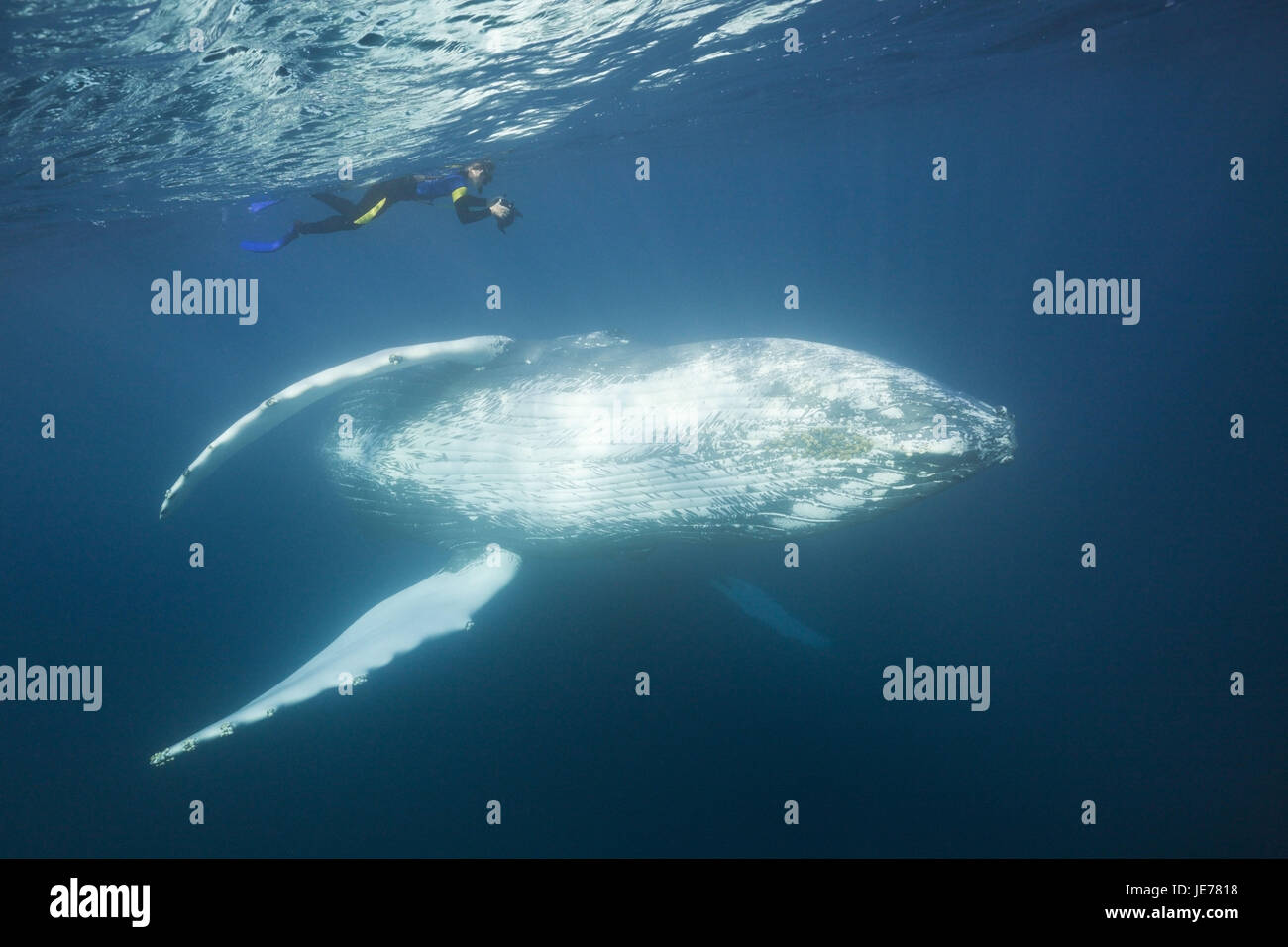 Snorkler and humpback whale, Megaptera novaeangliae, Silver bank, the Atlantic, the Dominican Republic, Stock Photo