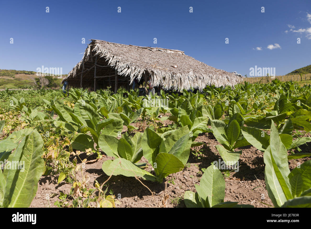 dominican republic tobacco farms Outpost Field Notes: The The Discovery of Yamas |