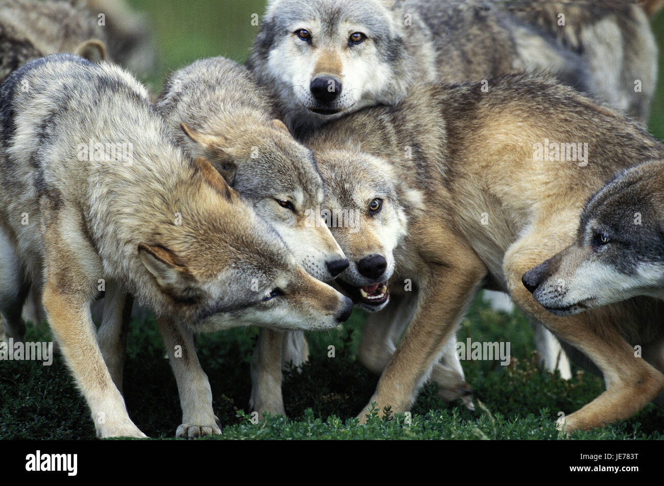 Wolf, Canis lupus, adult animals, herds, Stock Photo