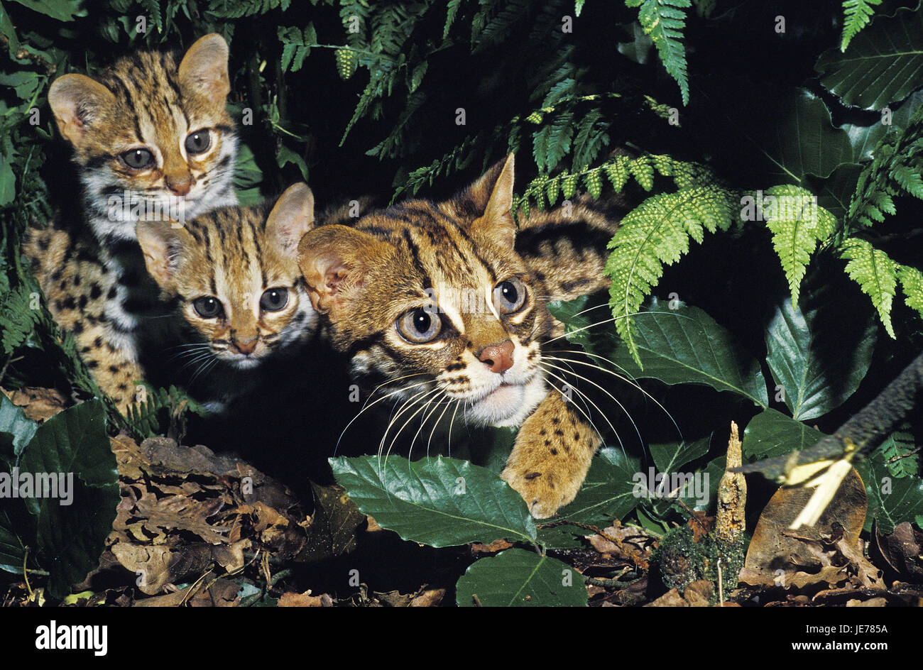 Bengalkatzen, Prionailurus Bengali's sis, also leopard's cat, female, young, Stock Photo