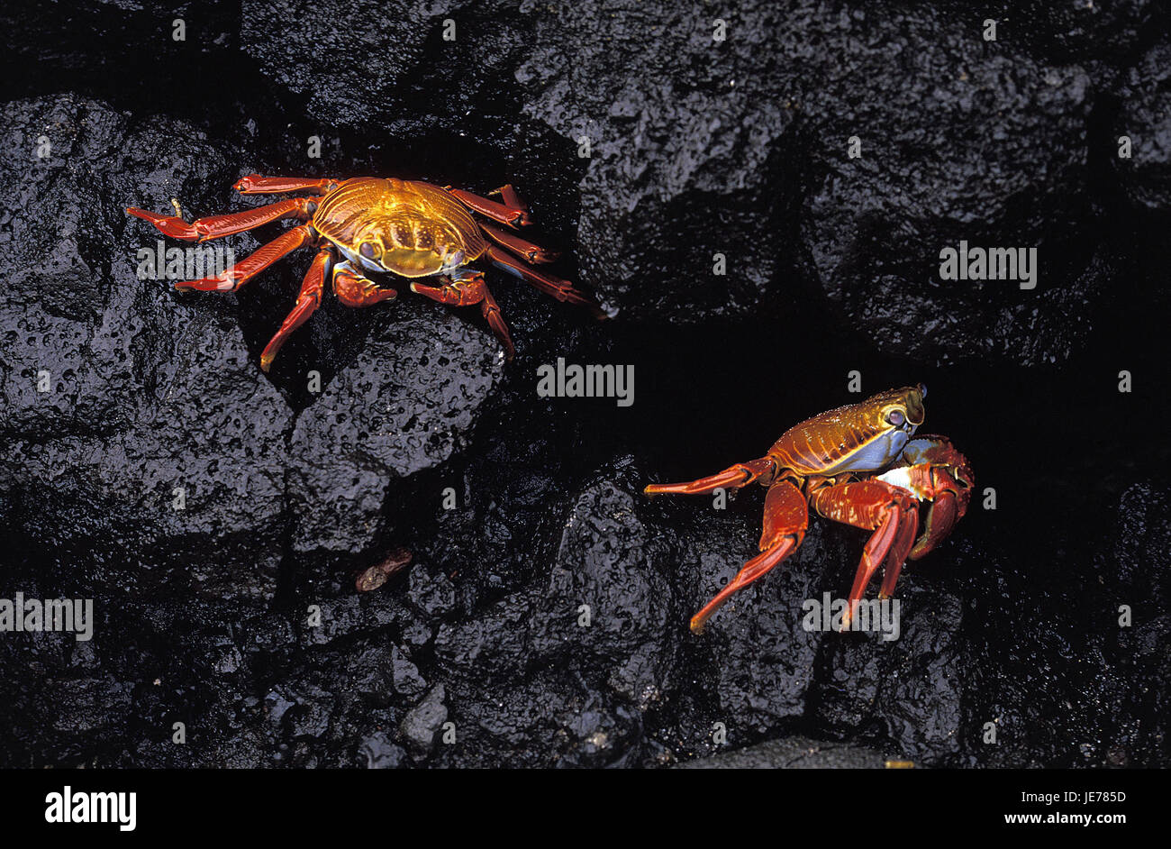Red cliff crabs, Grapsus grapsus, adult animals, rocks, the Galapagos Islands, Stock Photo
