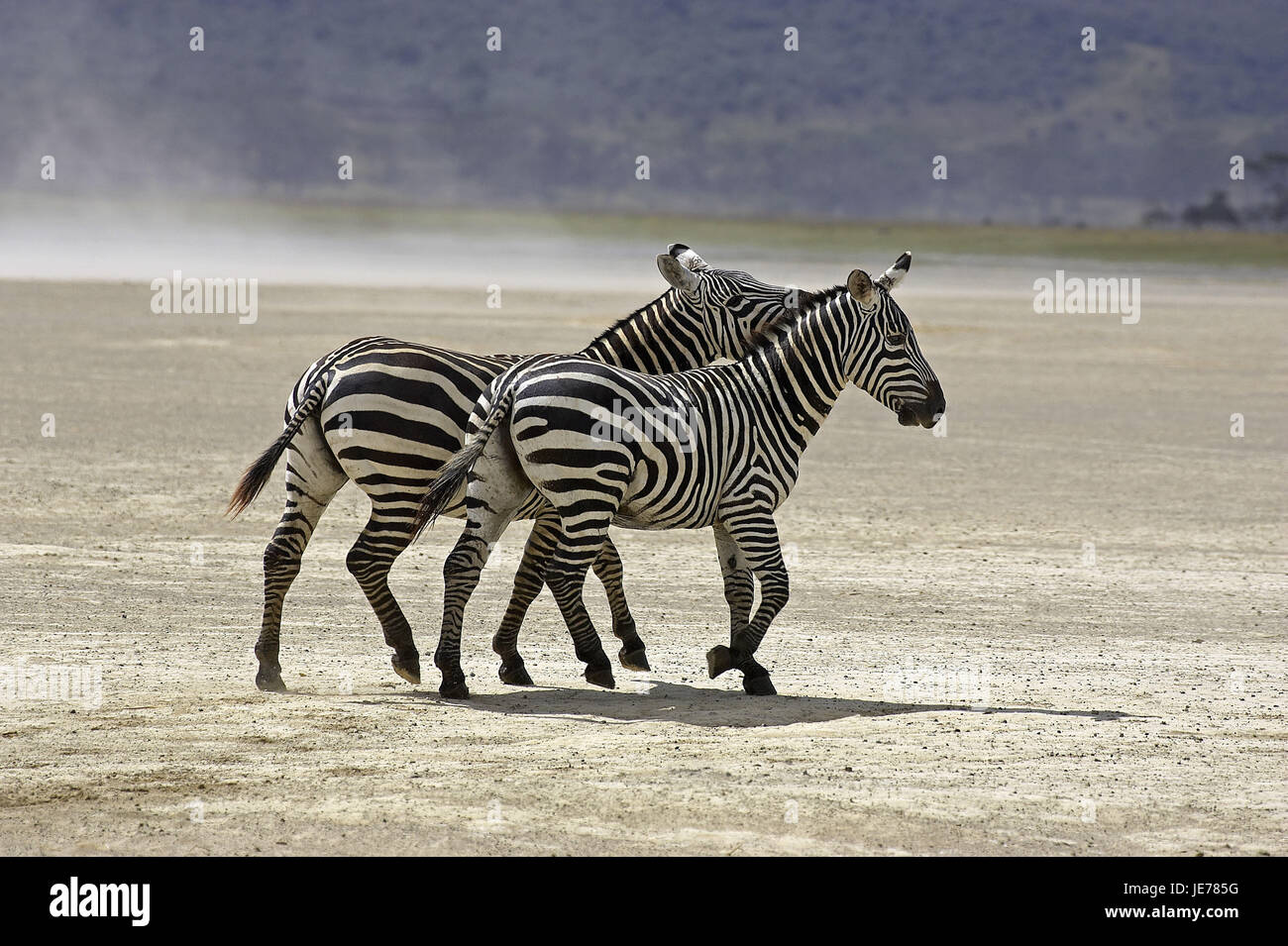 Steppe zebra or horse's zebra, Equus burchelli boehmi, adult animal, Nakuru brine park, Kenya, Stock Photo