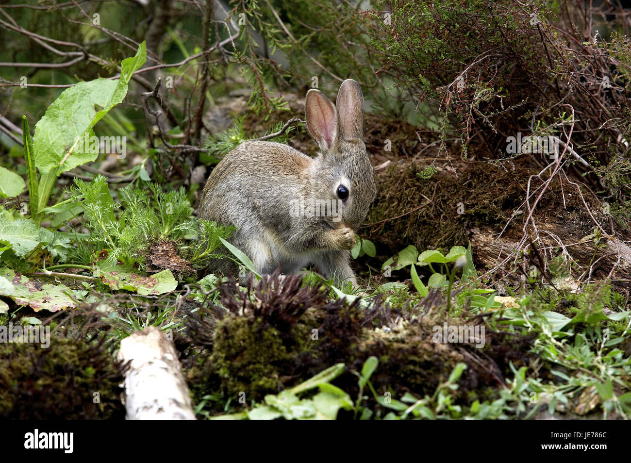 Wild rabbit, Oryctolagus cuniculus, young animal cleans himself, Normandy, Stock Photo