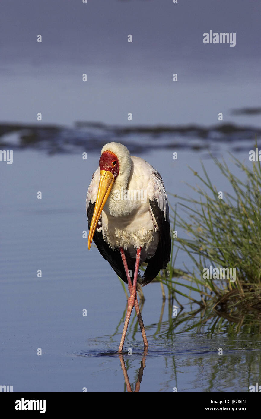 Nimmersatt, Mycteria ibis, adult animal, water, Nakuru brine park, Kenya, Stock Photo