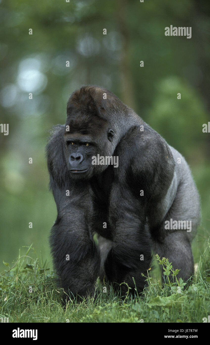 Grey gorilla hires stock photography and images Alamy