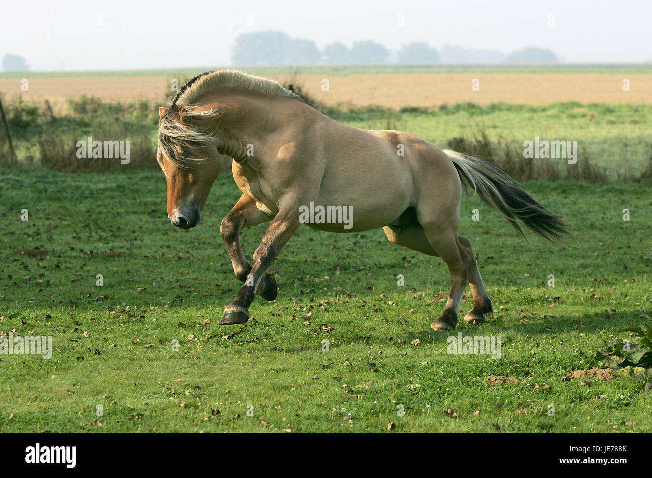 Norwegian fjord horse, stallion, gallop, pasture, Stock Photo