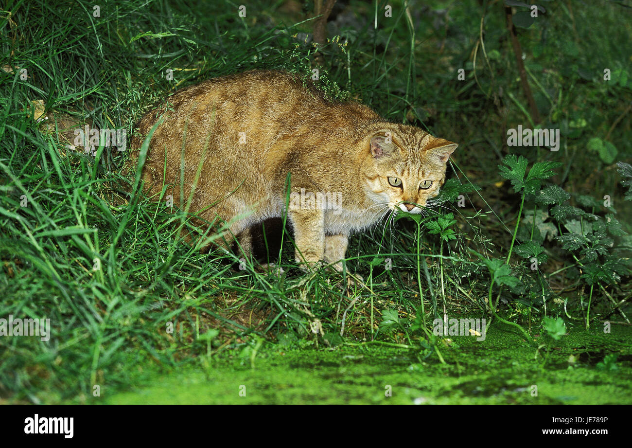 European wildcat or forest cat, Felis silvestris, adult animal, hunt, pond, Stock Photo
