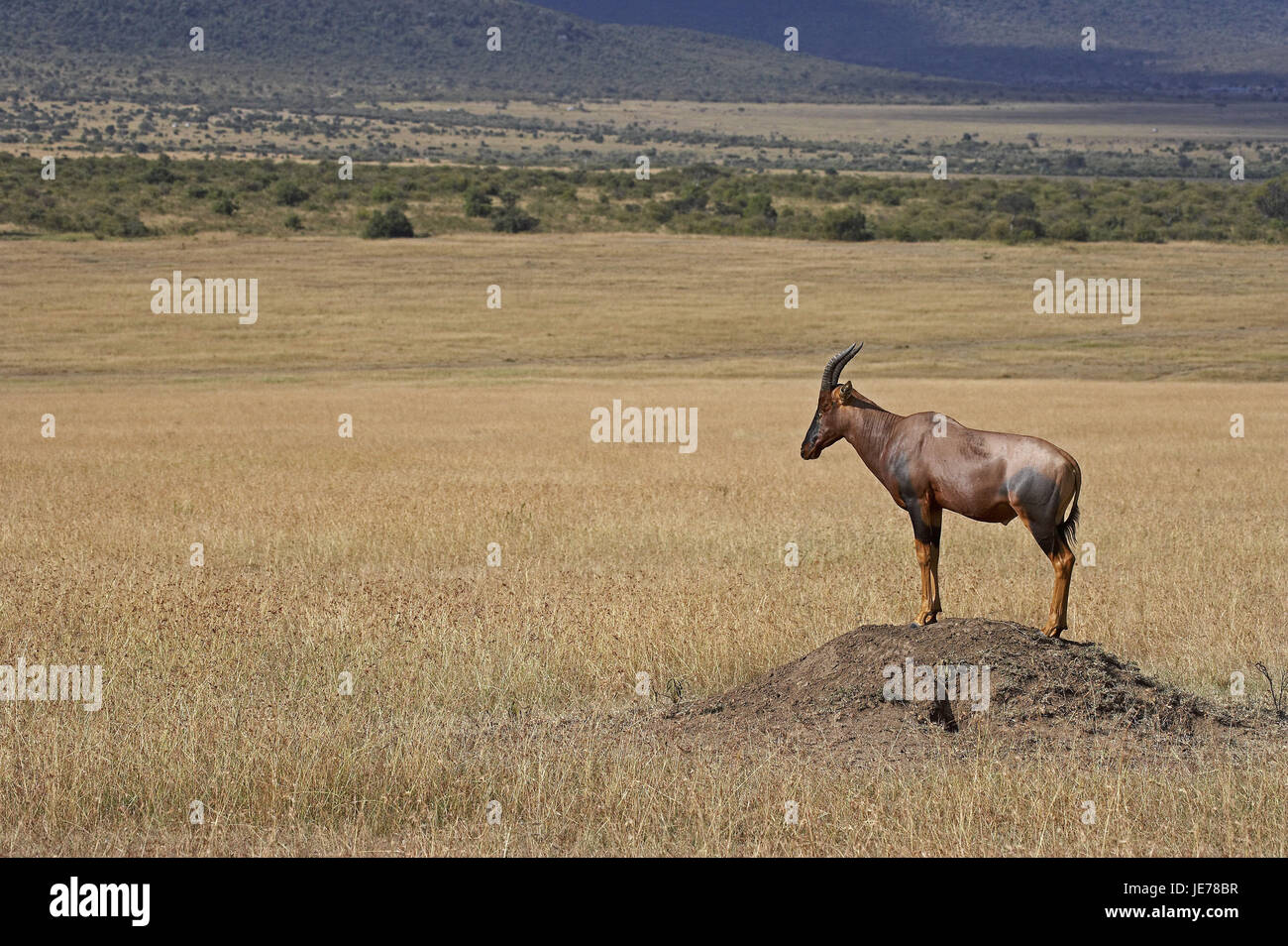 Lyre antelope, Damaliscus korrigum, adult animal, stand, termite hill, Masai Mara Park, Kenya, Stock Photo