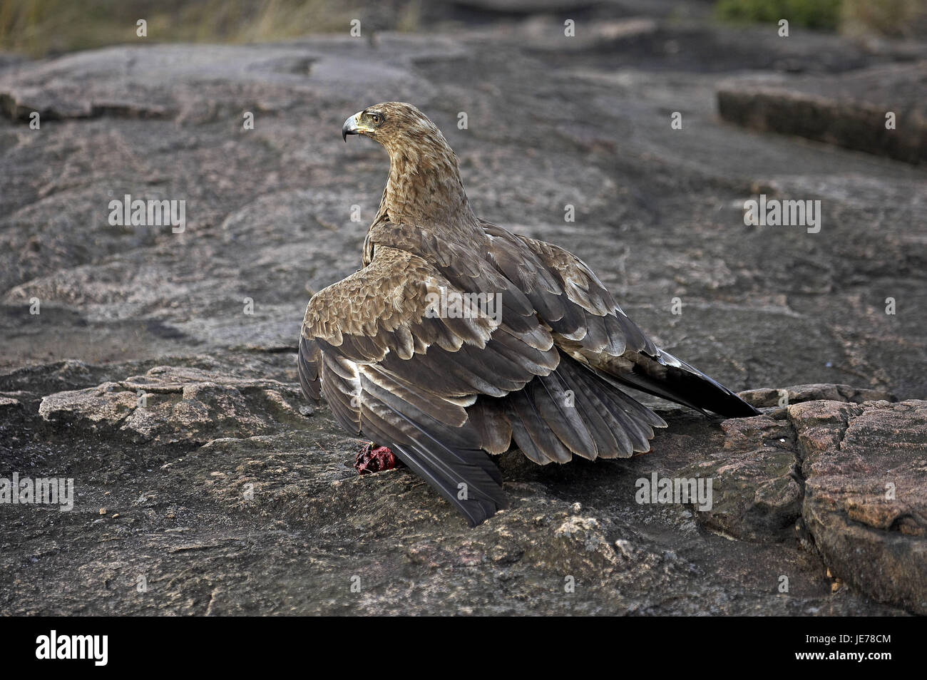 Predatory eagle or savanna needlemaker, Aquila rapax, adult animal, prey, Masai Mara Park, Kenya, Stock Photo