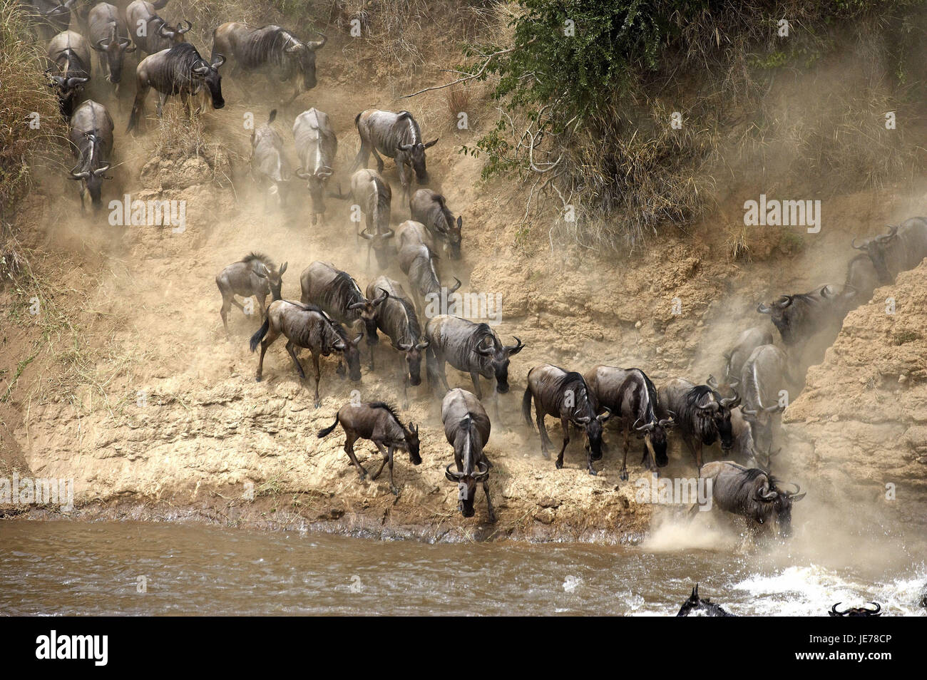 Film gnu, Connochaetes taurinus, focuses, move away, cross, Mara River, Masai Mara Park, Kenya, Stock Photo