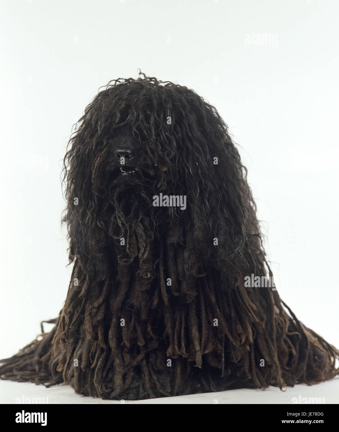 black puli