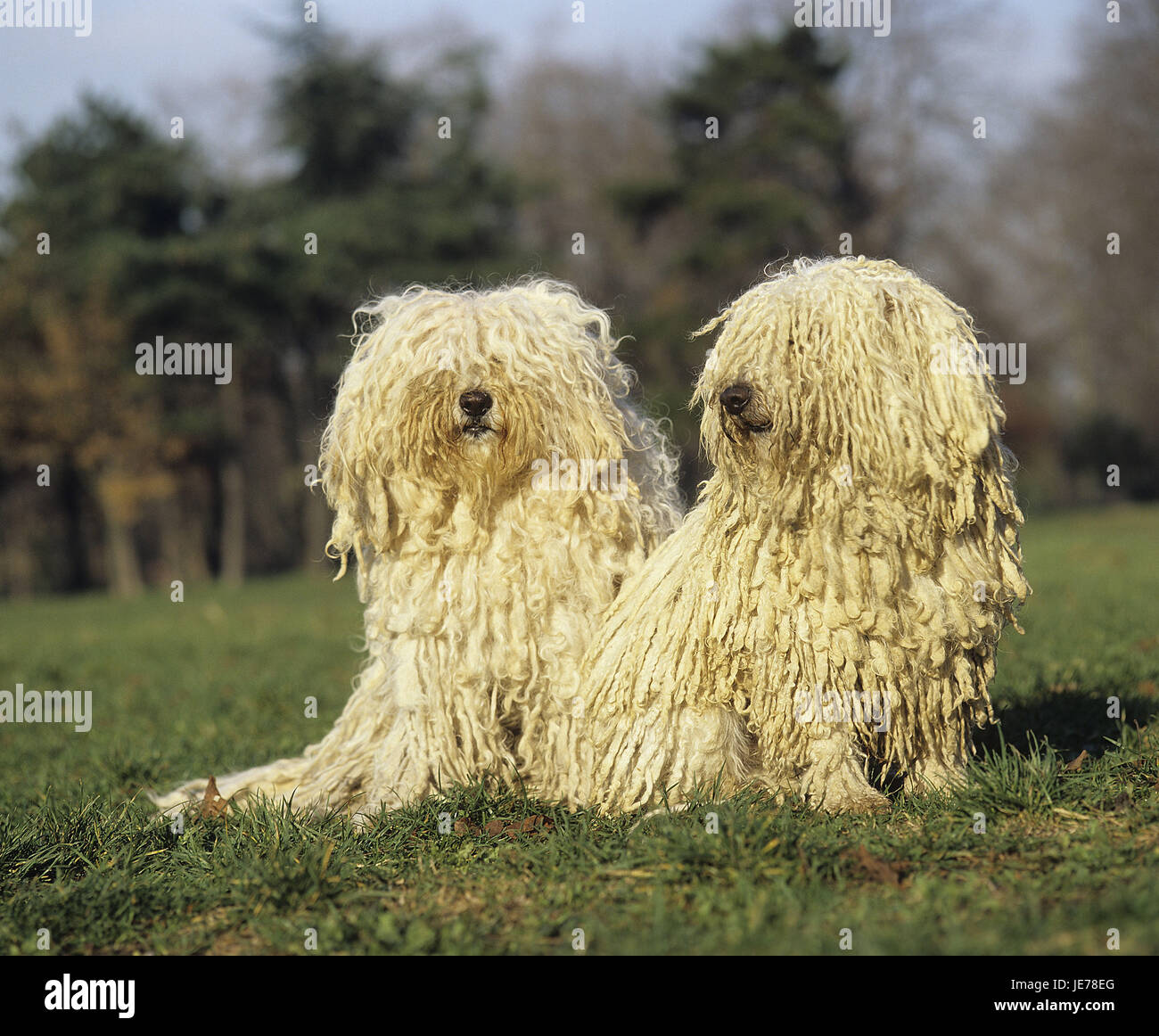 Hungarian Puli, two adult animals, meadow, sit, Stock Photo