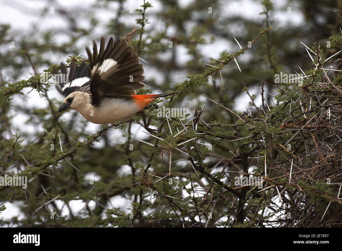 Glaucoma weavers, Dinemellia dinemelli, adult animal, take off, acacia fork, Kenya, Stock Photo