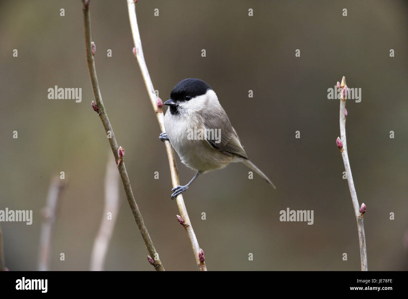 Marsh titmouse, Parus palustris, adult animal, stand, branch, Normandy, Stock Photo