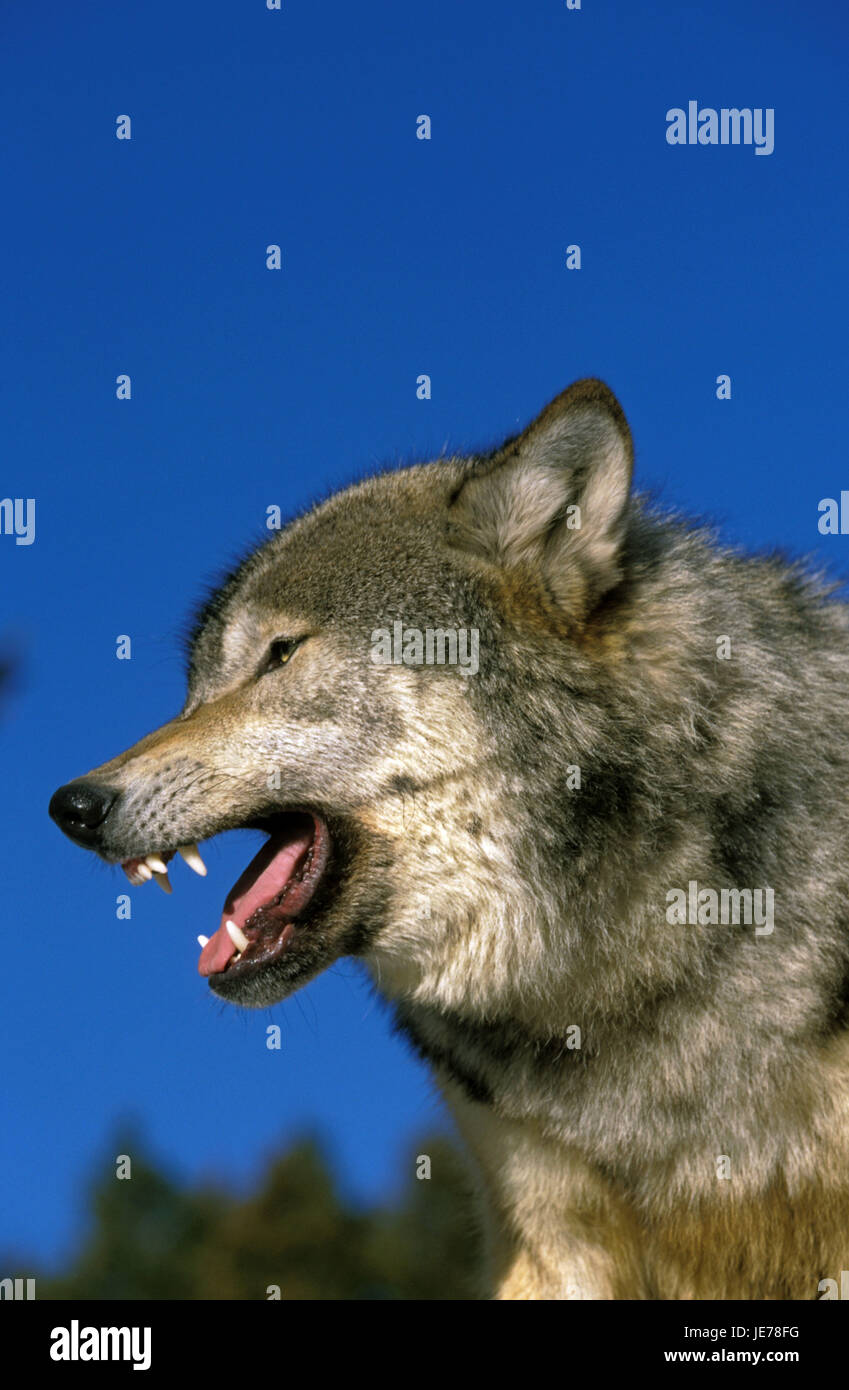 Mackenzie Wolfs, Canis lupus occidentalis, adult animal, growl, Canada, Stock Photo