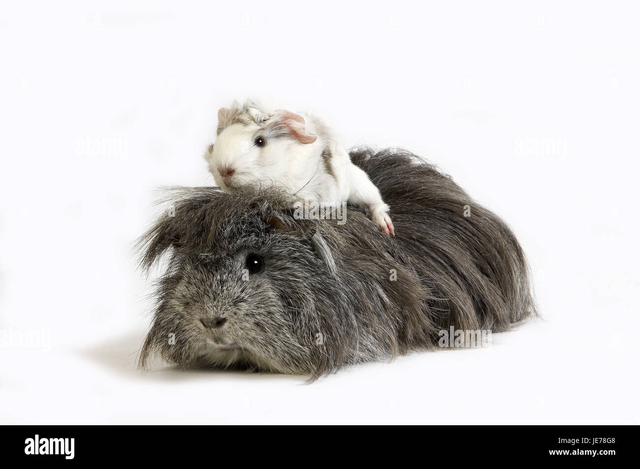 Long hair guinea pigs, Cavia porcellus, house guinea pigs, adult animal, white background, Stock Photo
