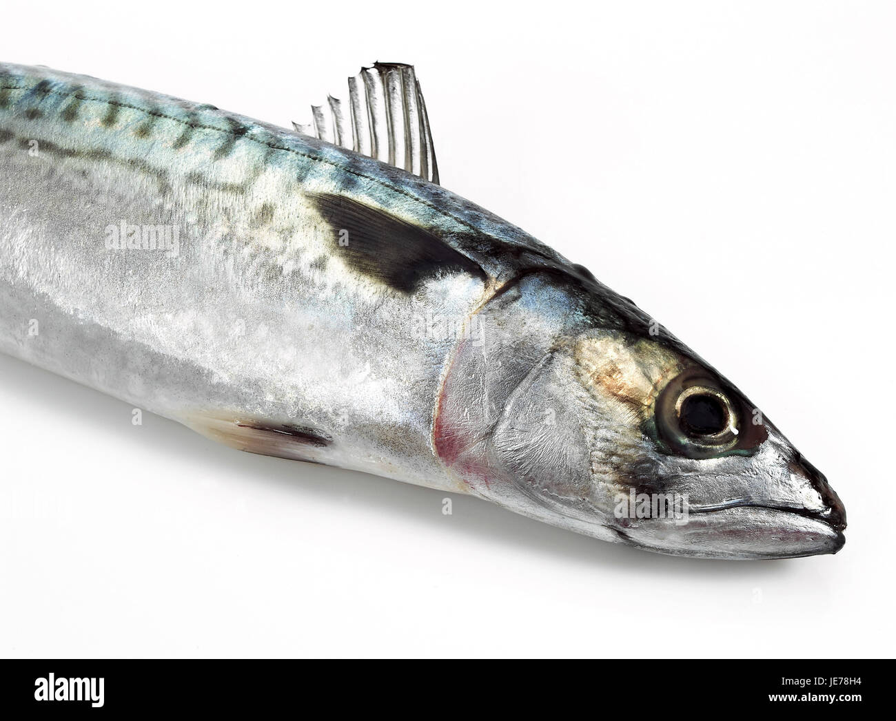 Mackerel, Scomber scombrus, fresh fish, white background, Stock Photo