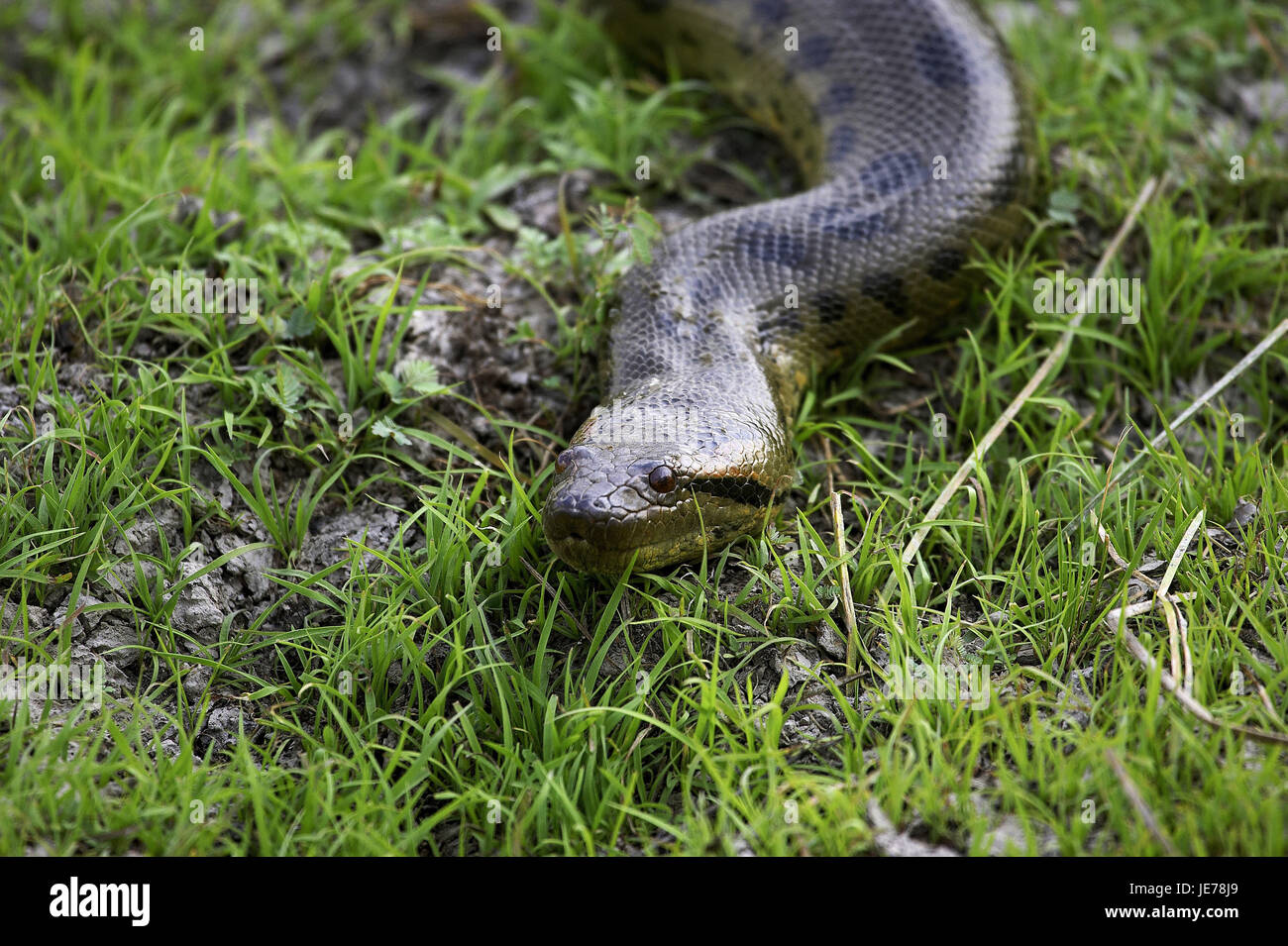 Anaconda hi-res stock photography and images - Alamy