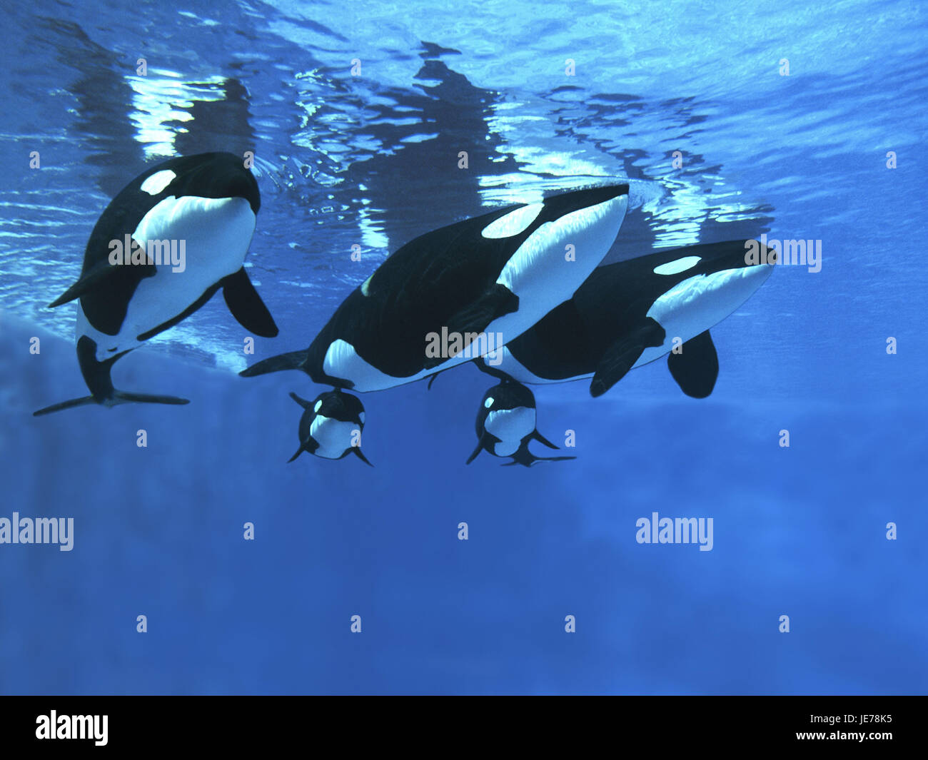 Big killer whale, Orcinus orca, females, calf, Stock Photo