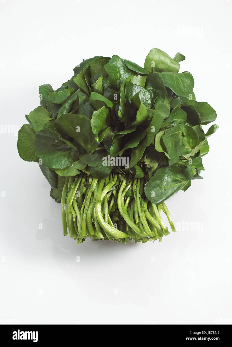 Watercress salad, Nasturtium officinale, leaves, white background, Stock Photo