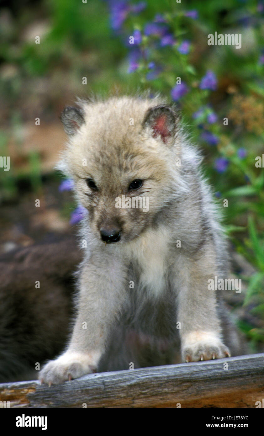 Alaska tundra Wolf, Canis lupus tundra-around, puppy, sit, Stock Photo