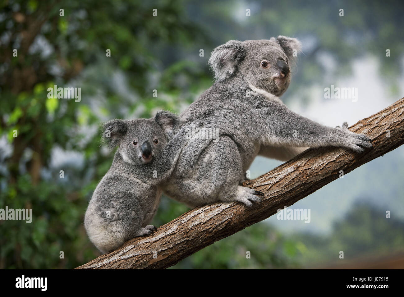 Koala, Phascolarctos cinereus, also ash-grey koala, female, carry, young animal, back, Stock Photo
