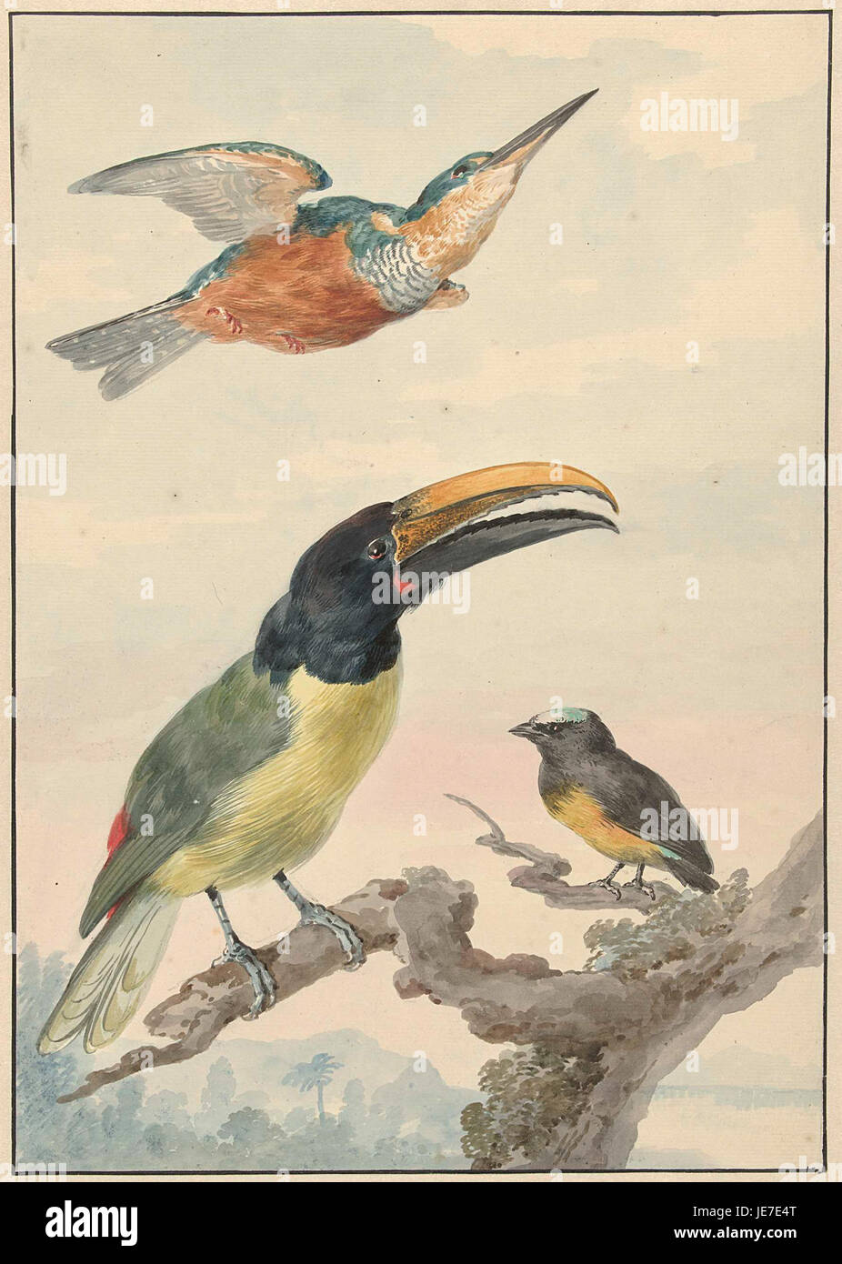 Drie vogels- een IJsvogel, een Prins von Wied's Toekan en een Organist Stock Photo