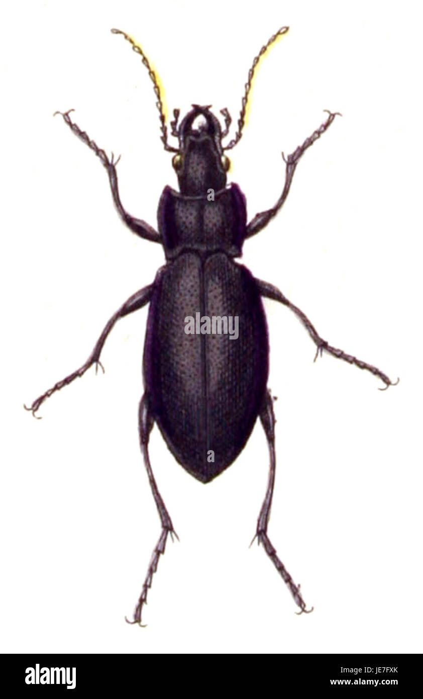 Carabus violaceus, also known as the Violet Ground Beetle, is a species of ground beetle found in Europe. It has a distinctive shiny, violet-blue coloration and is known for its role in controlling pest populations in soil and garden environments. Stock Photo