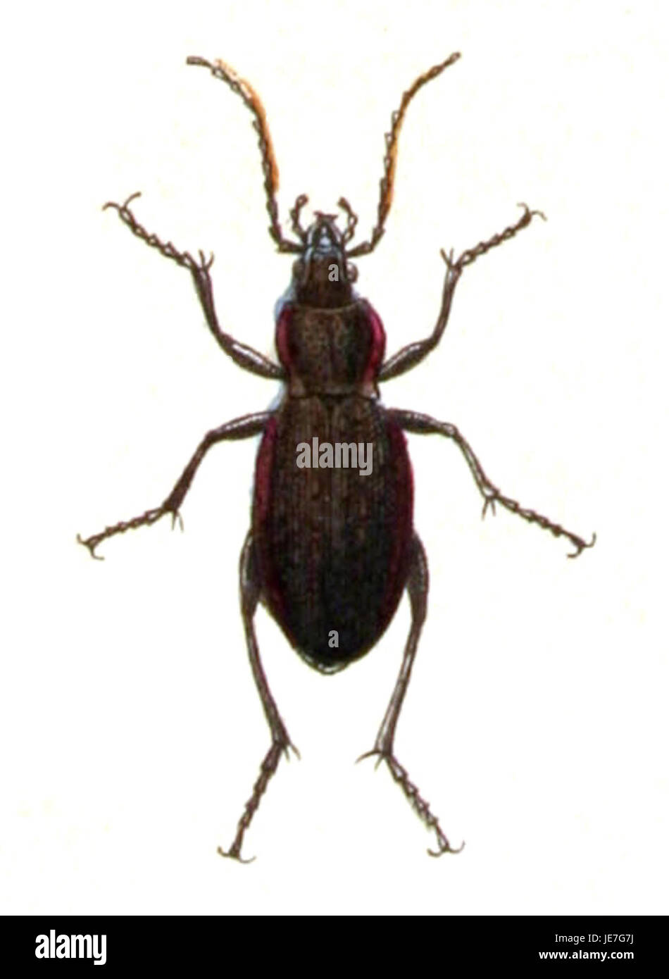 Carabus arcensis, a species of ground beetle, is captured in this image ...