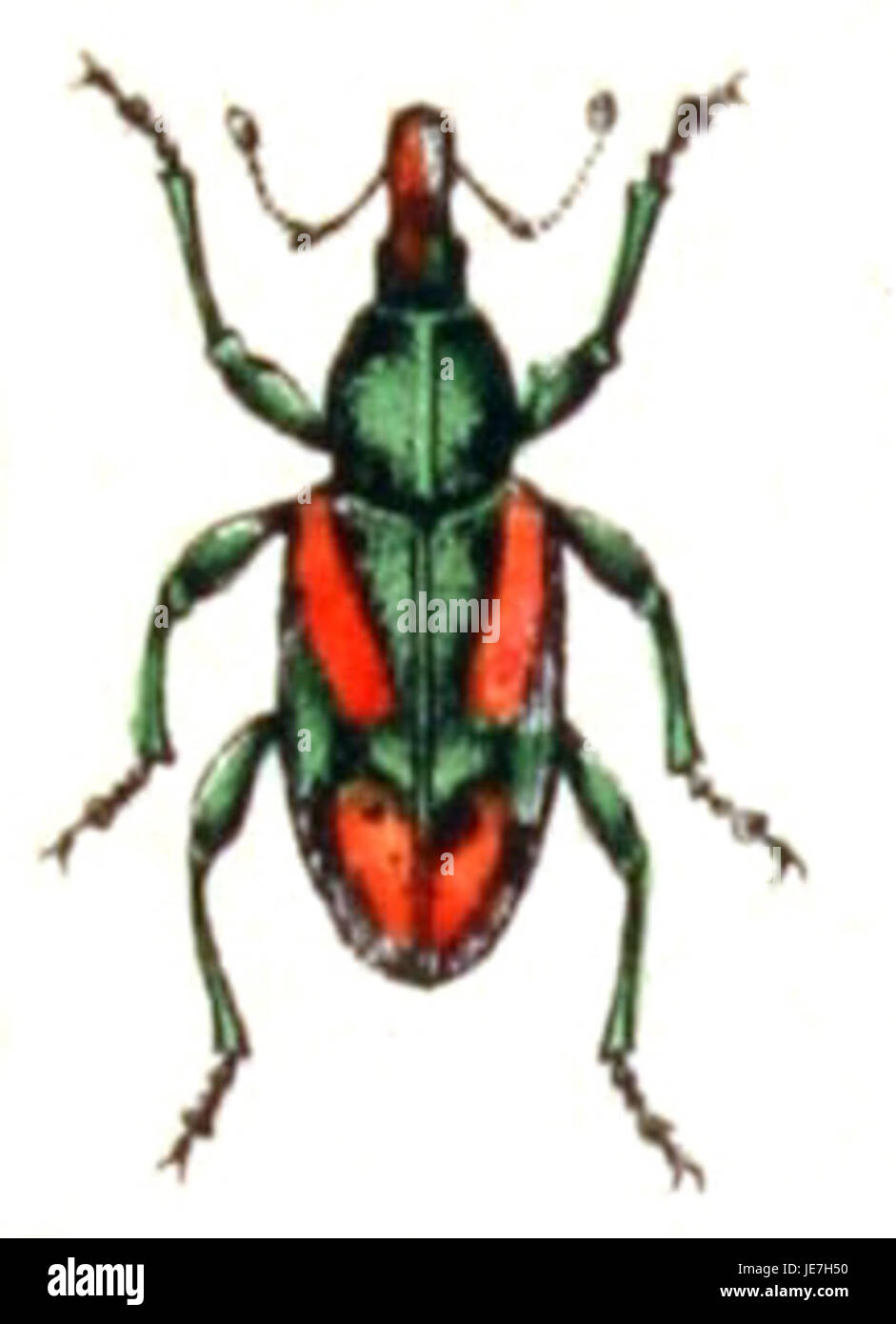 Coniatus tamarisci, a species of leaf beetle, is documented under the catalog number Calwer 32.058. This entry covers the identification and ecological role of the species within its habitat. Stock Photo