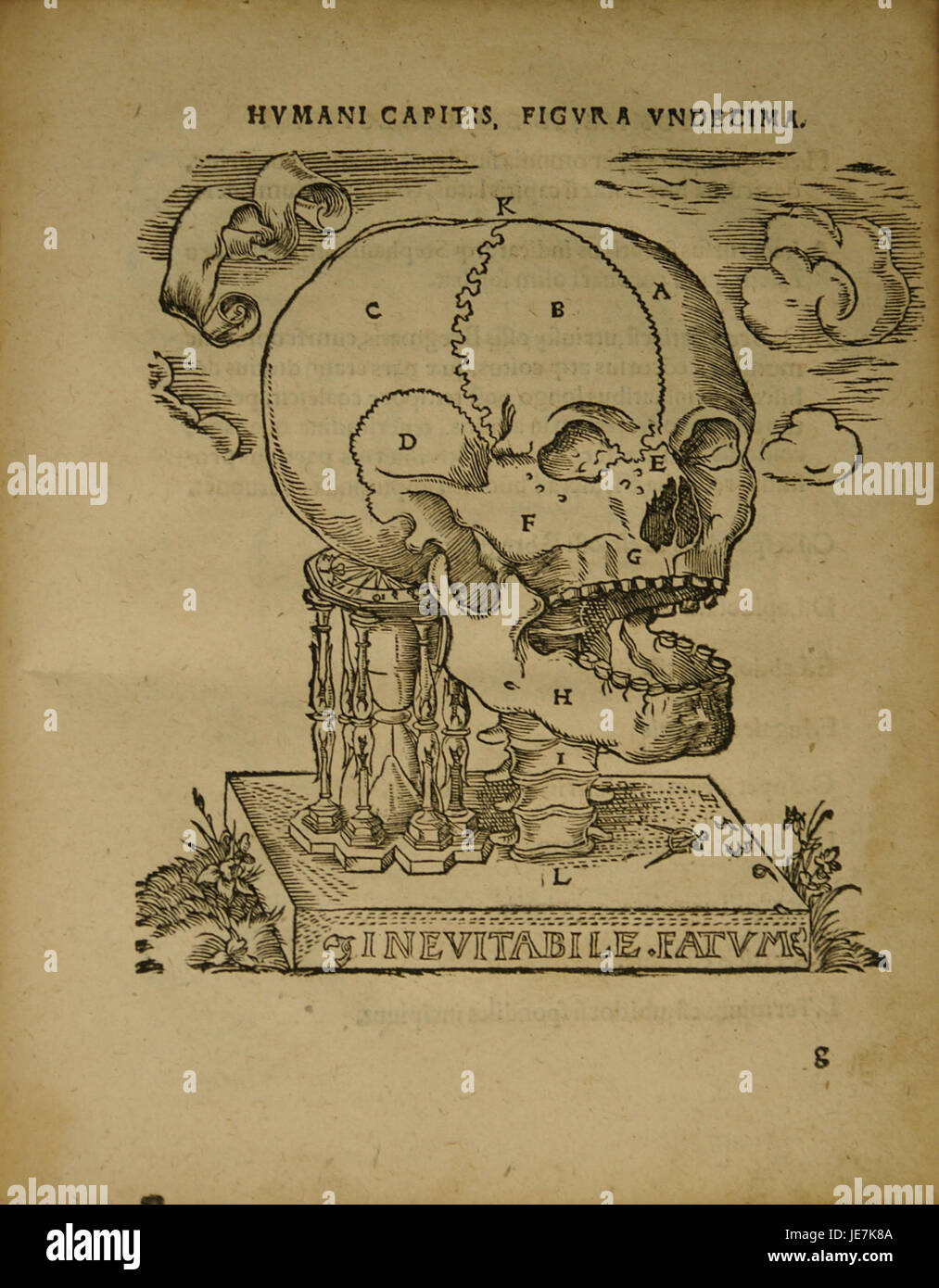 Scientific illustration showing anatomical hi-res stock photography and ...