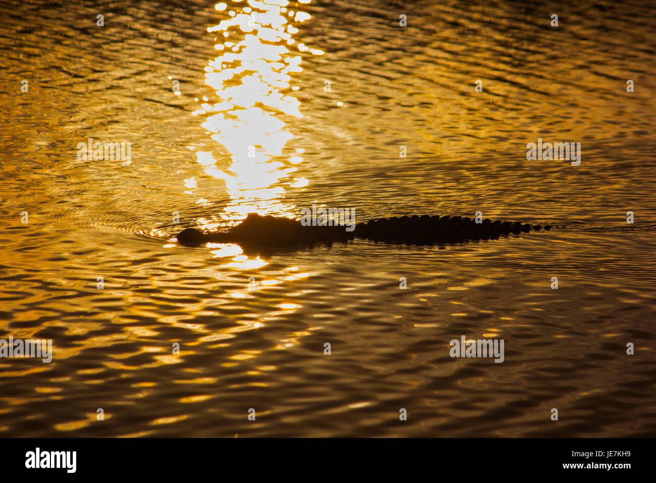 A large alligator swims past the reflection of a sunset in the Florida Everglades. The American Alligator is the apex predator of the Everglades. Stock Photo