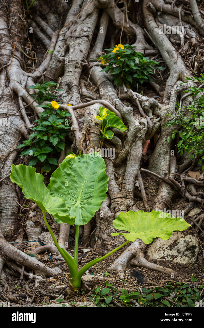 A broad leafed plant in among tree roots in the Pottery Village of Naha ...