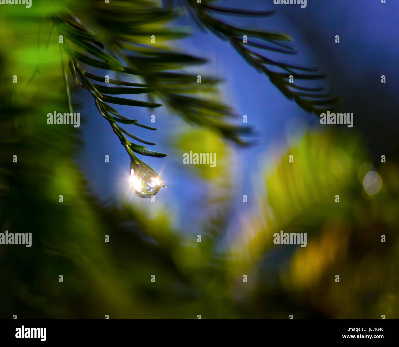 A dewdrop sparkles in the early morning sun in the Florida Everglades. Stock Photo